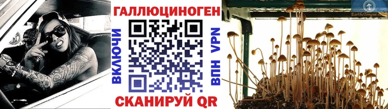 KRAKEN рабочий сайт  shop формула  Псилоцибиновые грибы мицелий  Шарыпово 